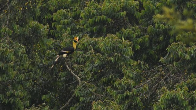 Great Hornbill sitting on fig tree at Valparai, Tamil Nadu, India 