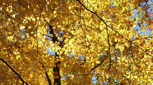 Golden sunlit maple leaves fluttering in the breeze. Ontario, Canada. HD.