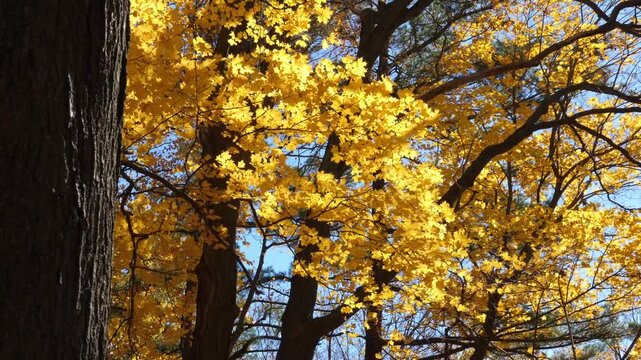 Golden sunlit maple leaves fluttering in the breeze. Ontario, Canada. HD.