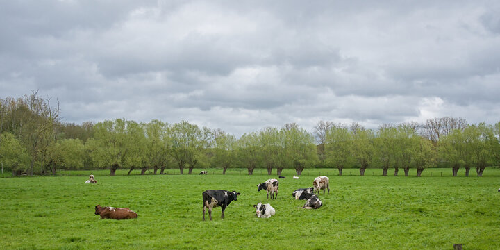 Spring meadow with cows and pollard willows in Bertem, Louvain, Flanders, Belgium 
