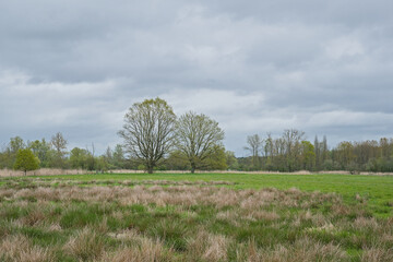 Fototapeta premium Green spring marsh landscape in Bourgoyen nature reserve, Ghent, Flanders, Belgium