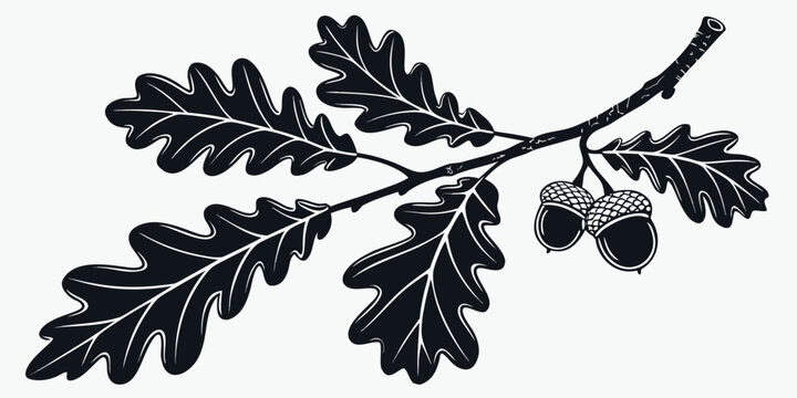 A detailed illustration of an oak branch with leaves and acorns