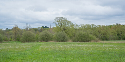 Fototapeta premium marsh landscape with fresh green spring trees in river Dijle valley near Louvain, Flanders, Belgium 