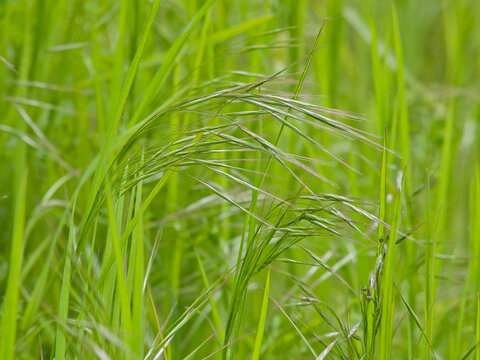 Closeup of flowering barren brome grass, selective focus - Bromus sterilis 