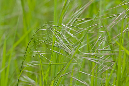Closeup of flowering barren brome grass, selective focus - Bromus sterilis 