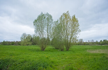Obraz premium meadow with fresh green willow trees in river Dijle valley near Louvain, Flanders, Belgium 