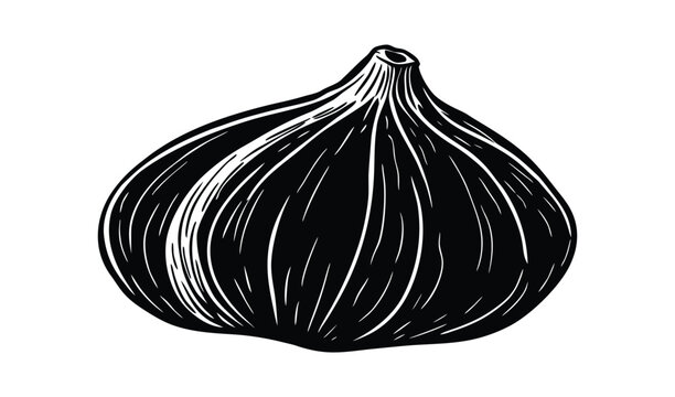 Hand drawn black and white illustration of a single fig fruit