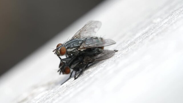 House flies having sex. Macro, closeup shot. Shallow depth of field. 4K.
