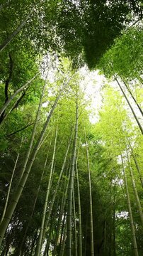 Tall bamboo, with sunbeams filtering through its dense foliage, seen from below. Bamboo. Concepts of relaxation, travel, and building material. Bambusa