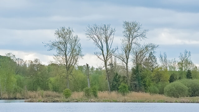 marsh landscape with  fresh green spring trees in river Dijle valley near Louvain, Flanders, Belgium 