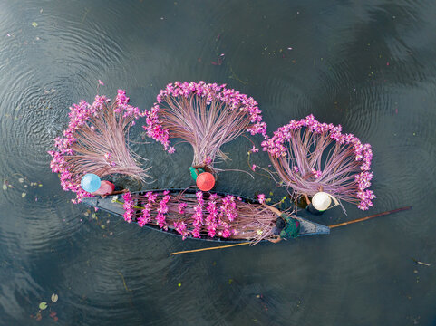 Aerial view of water lilies piled high on a narrow boat glide across the still, dark waters, creating a striking contrast of color and texture, Barishal, Barisal Division, Bangladesh.
