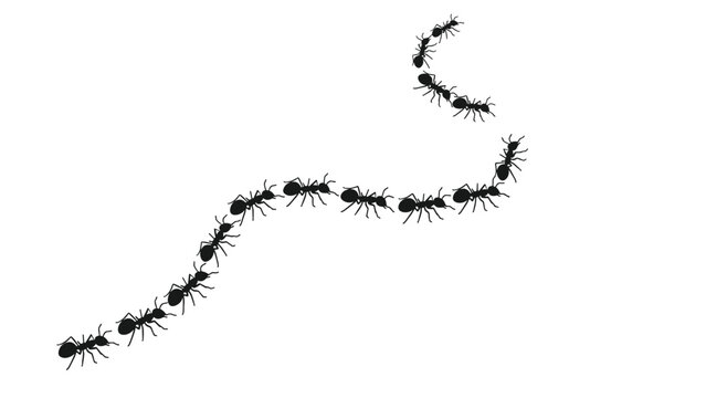 Wavy line of black ants marching in a long column across a blank white surface for pest control or nature themed designs.