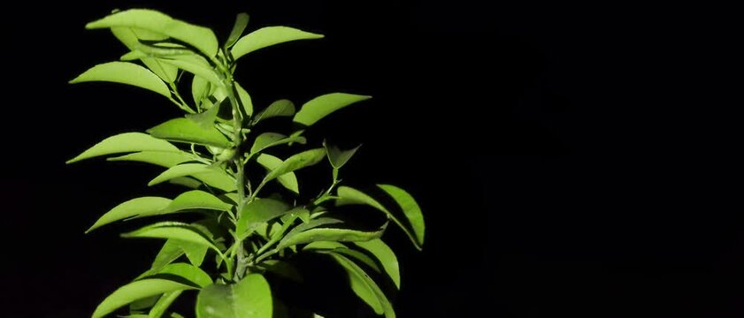 Lemon Green leaves with dark black background.