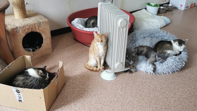 Various cats resting and playing inside a cozy room with blankets and a radiator on a regular day at a shelter