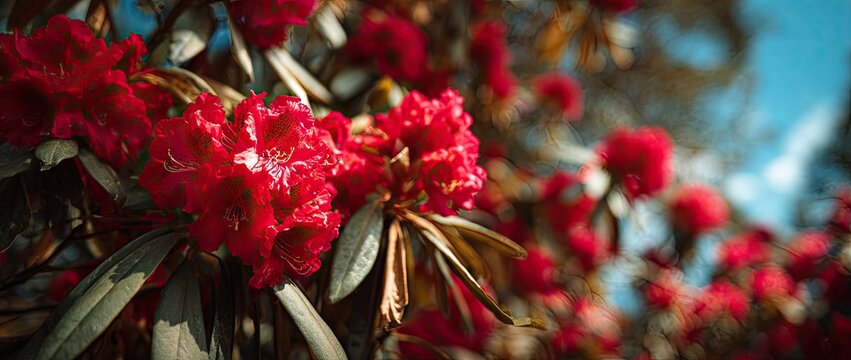 Vibrant Red Rhododendron Flowers Blooming in Spring Sunlight.