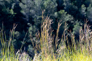 hierba pasto en la naturaleza. © Menorcaevo