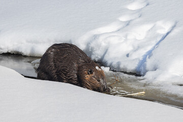 North American beaver in an icy stream in Algonquin Park Ontario in early March © kburgess