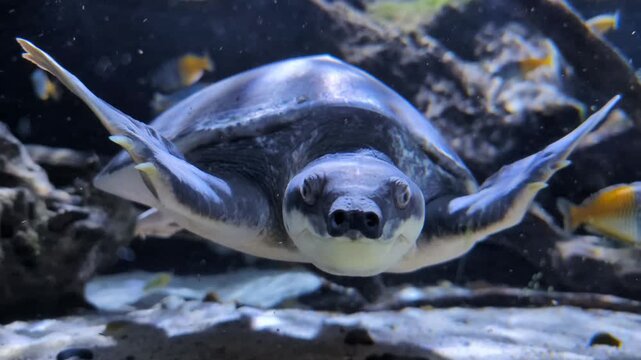 Pig-nosed turtle or Fly River turtle (Carettochelys insculpta) swimming through clear water, showcasing its streamlined body and flippers, surrounded by natural aquatic habitat elements