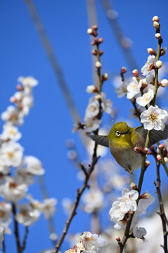 梅、メジロ、とぶ」の写真素材 | 2,514件の無料イラスト画像 | Adobe Stock