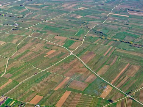Aerial view of a patchwork of vineyards creating a geometric tapestry under the sun, highlighting the agricultural beauty of the landscape, Mittelwihr, Grand Est, France.