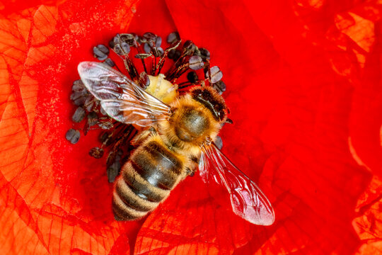 Honey Bee - Apis mellifera, common popular eusocial flying insect native to meadows and woodlands of mainland Afro-Eurasia, Czech Republic.