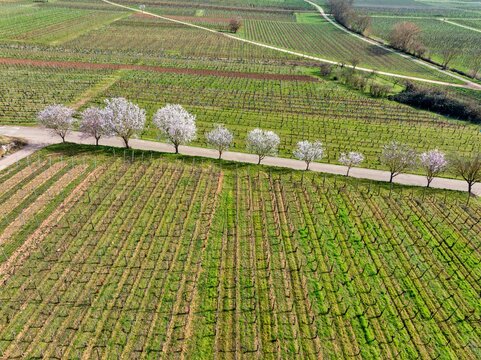 Aerial view of blossoming trees lining a path through verdant vineyards, creating a vibrant contrast of white against the lush green landscape, Mittelwihr, Grand Est, France.