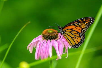 Fototapeta premium Monarch Butterfly Feeding from Purple Flower