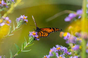 Obraz premium Monarch Butterfly Feeding from New England Aster Flowers