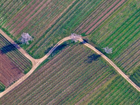 Aerial view of a winding path cutting through fields with budding trees casting shadows, a tapestry of earthy hues, Mittelwihr, Grand Est, France.