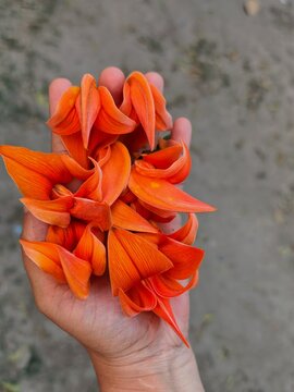 Holding the fiery essence of spring in the palm of my hand