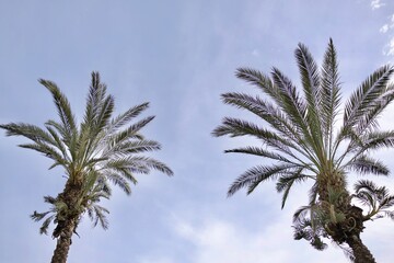 palm trees against blue sky