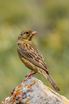 ortolan bunting