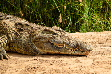 Fototapeta premium Nile crocodile resting on sandy riverbank in African wilderness