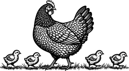 Vintage engraving style vector illustration of a mother hen walking with her four small chicks on grass over white background. © Ahsan