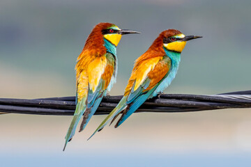 Fototapeta premium european bee eaters