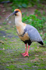 The black-faced ibis (Theristicus melanopis) is a species of bird in the family Threskiornithidae. It is found in grassland and fields in southern and western South America. 