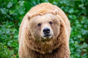 Fototapeta premium a closeup image of Eurasian brown bear. One of the most common subspecies of the brown bear, and is found in much of Eurasia.