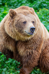 Fototapeta premium a closeup image of Eurasian brown bear. One of the most common subspecies of the brown bear, and is found in much of Eurasia.