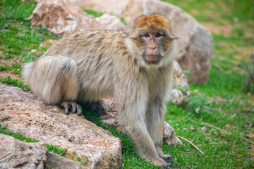 Obraz premium The Barbary macaque (Macaca sylvanus) is a primate native to North Africa and Gibraltar, notable for its thick fur and social group behavior.