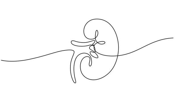 Human kidney sign animation continuous one line drawing. Self drawing animation of single line drawing kidneys. World Kidney Day,  Full length animated, Hand Drawn Symbol Vector. minimalist style.