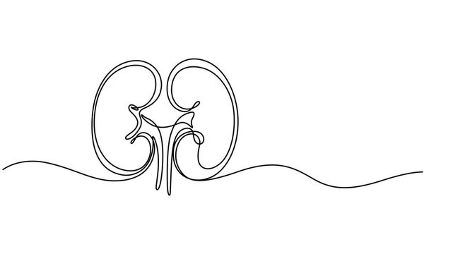 Human kidney sign animation continuous one line drawing. Self drawing animation of single line drawing kidneys. World Kidney Day,  Full length animated, Hand Drawn Symbol Vector. minimalist style.