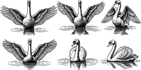 Set of swan vector illustrations with open wings swimming in water elegant black and white woodcut style bird icons for design © Ahsan