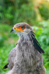 Obraz premium Close up of a juvenile secretary bird showing its expressive face and long eyelashes, a distinctive feature rarely seen among birds.