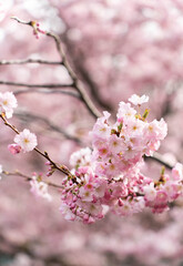 Obraz premium Soft pink cherry blossoms glowing in gentle spring light