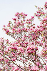 Obraz premium Delicate pink magnolia blossoms on elegant branches against a bright sky