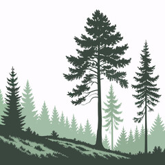 Obraz premium Tall pine trees on a hill