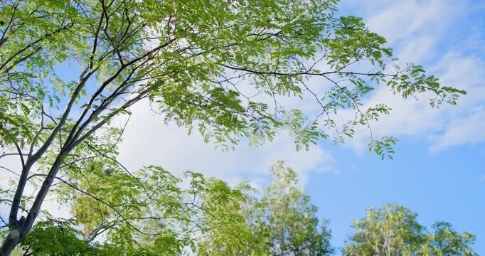 Upward tree canopy, leaves shifting in breeze, clouds drifting, brown speck passing for education