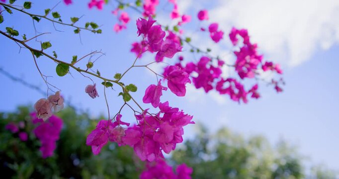 Magenta bougainvillea branch is swaying in breeze while camera is pulling back, showing more sky