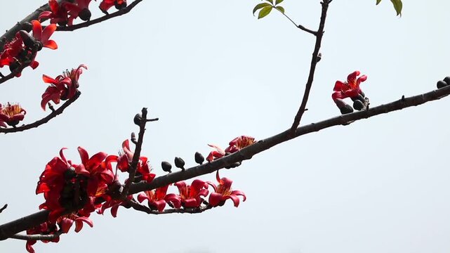 Red silk cotton tree flowers blooming on branch against clear sky