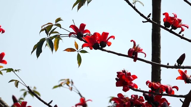 Close-up of red silk cotton flowers blooming on tree branch